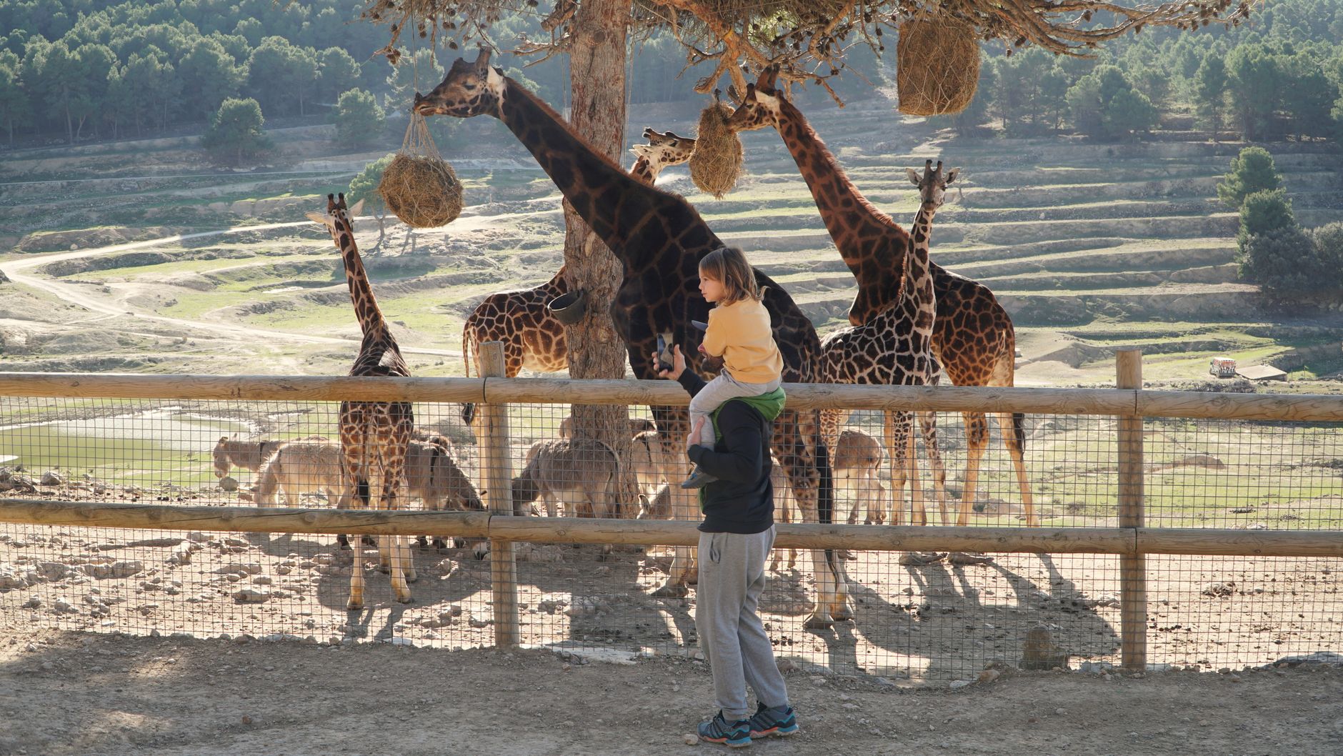 A father and daughter enjoying a sunny day watching giraffes feed in a safari park.