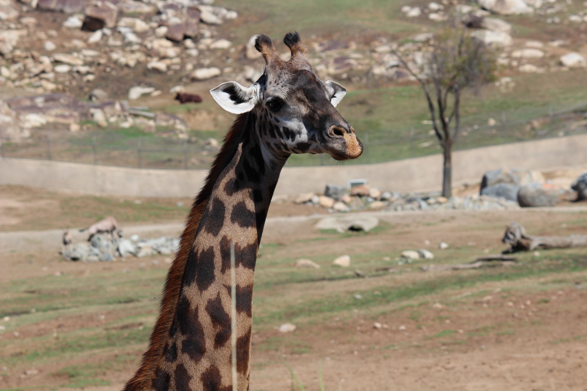 Close-up of a giraffe in San Diego Safari Park, California.