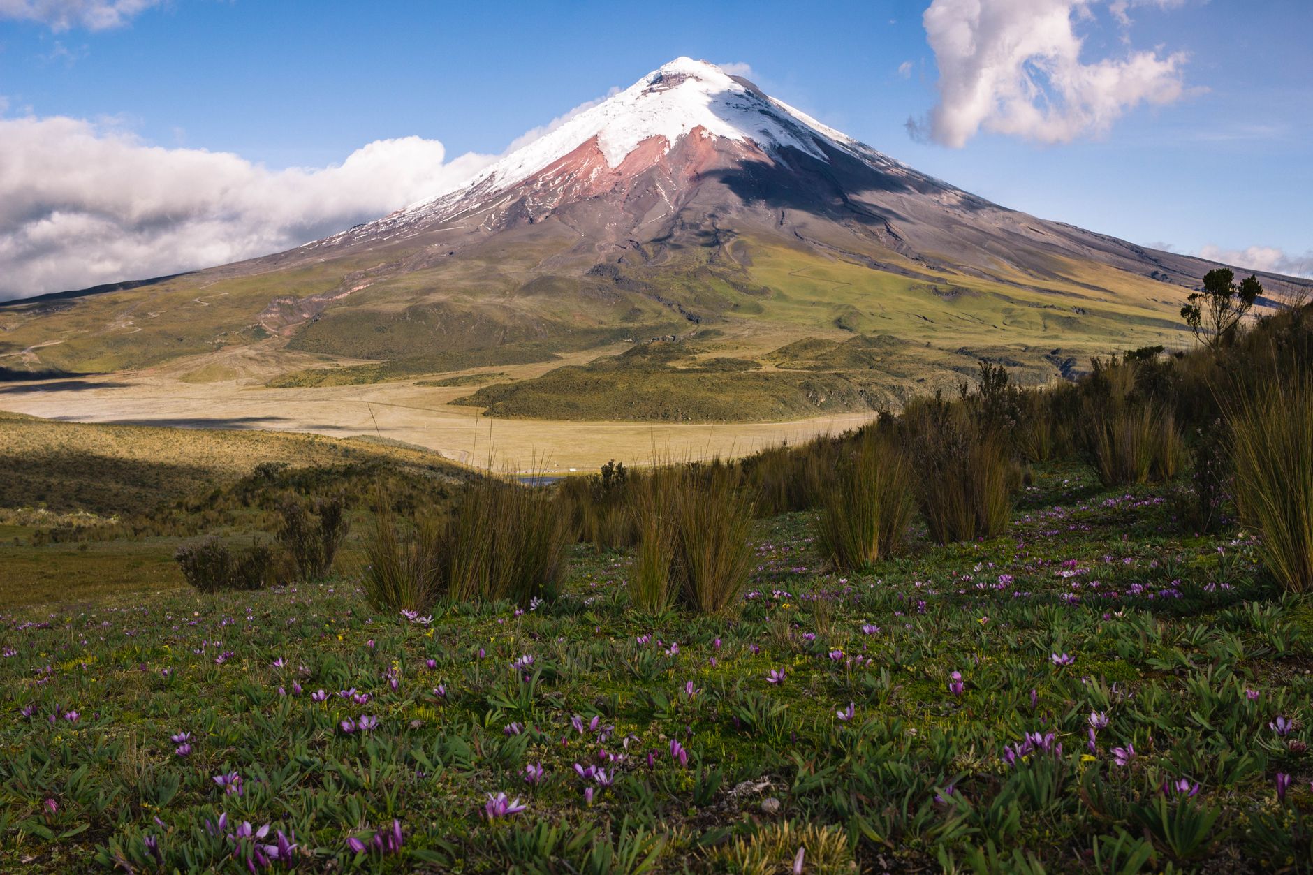 Majestic view of Cotopaxi volcano surrounded by vibrant wildflowers under a clear blue sky.