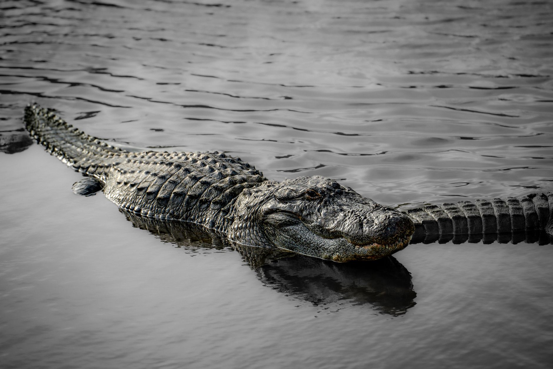 Wildlife photo of an American alligator swimming in a body of water, Orlando, Florida.