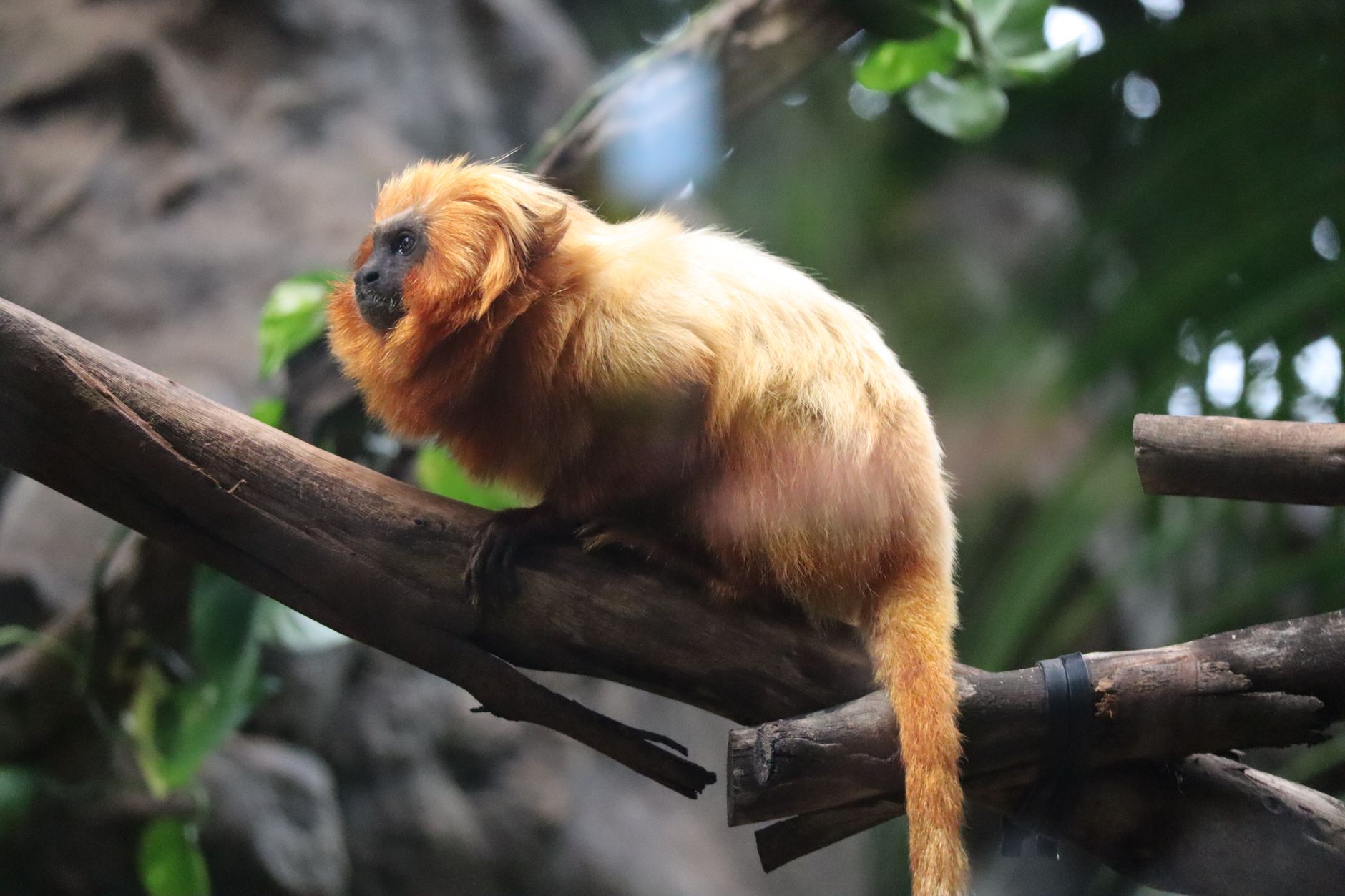 Golden Lion Tamarin perched on a branch in a lush environment at Loro Parque, Spain.