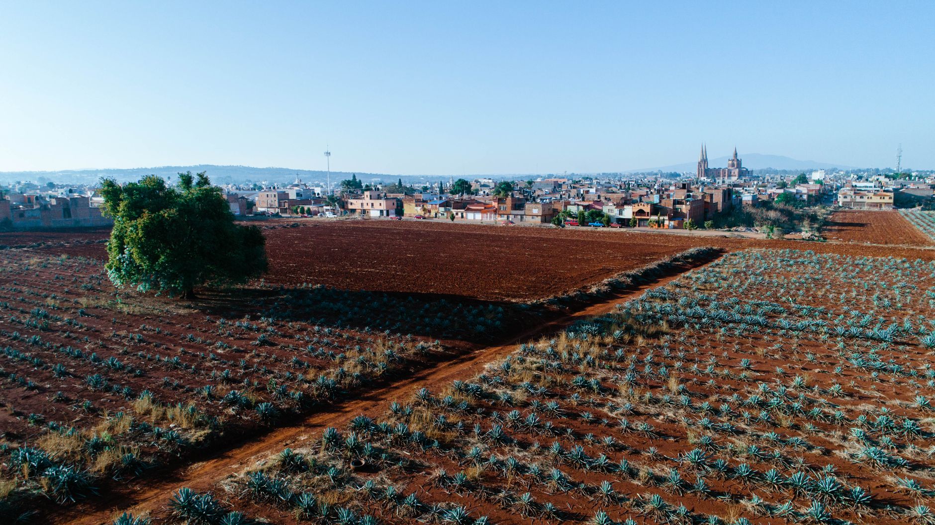 A scenic aerial shot of an agave plantation near a Mexican town under a clear blue sky.