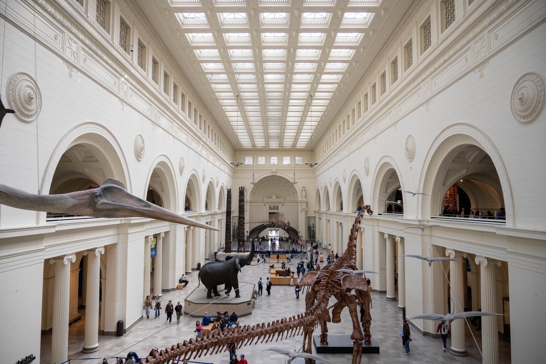 Wide-angle view of dinosaur skeletons at Field Museum, Chicago.