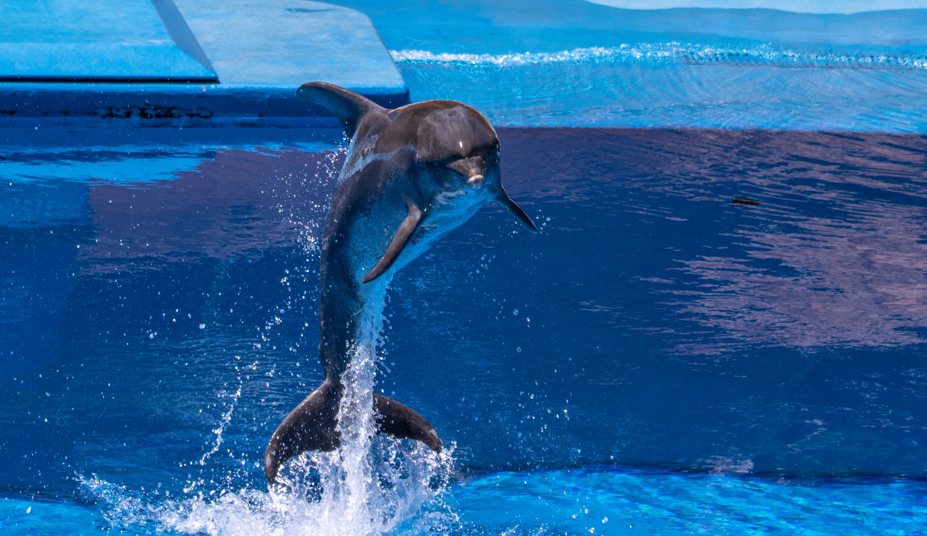 Energetic dolphin leaping and splashing in a blue aquarium pool, showcasing its agility.