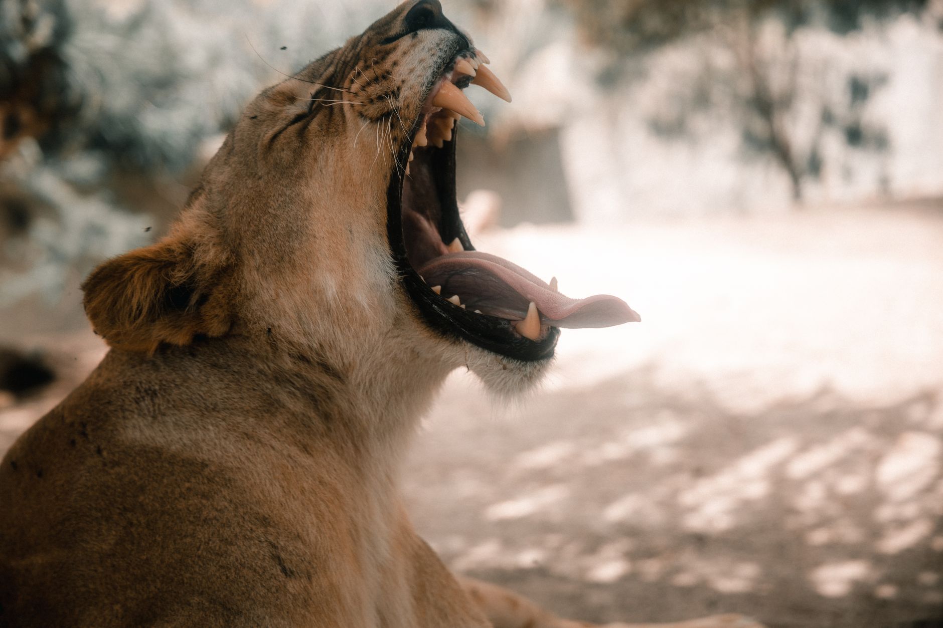 A captivating image of a lioness yawning in a sunlit savannah setting.
