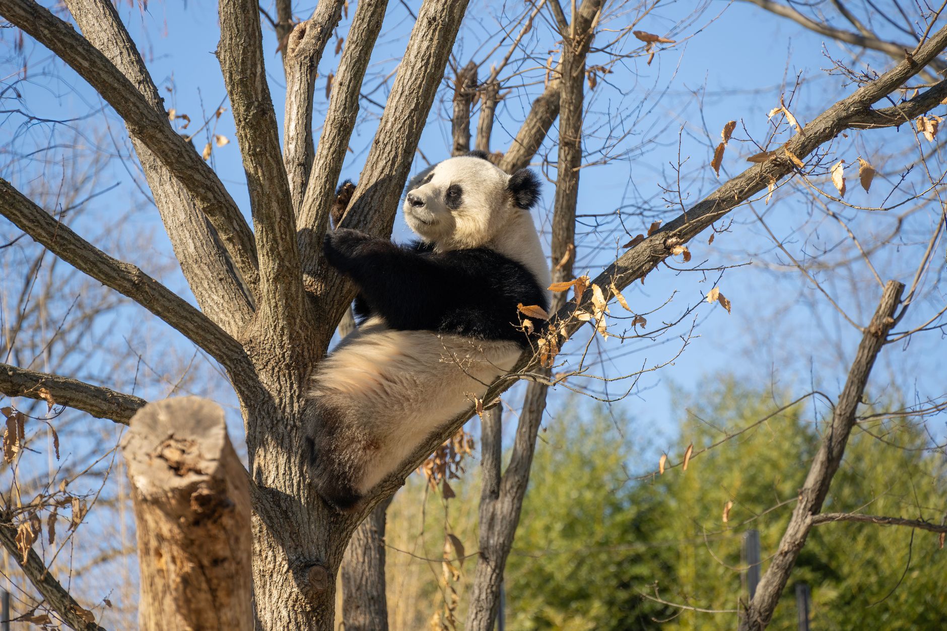Giant panda resting in a tree at a zoo in Washington, D.C., captured in a serene outdoor setting.