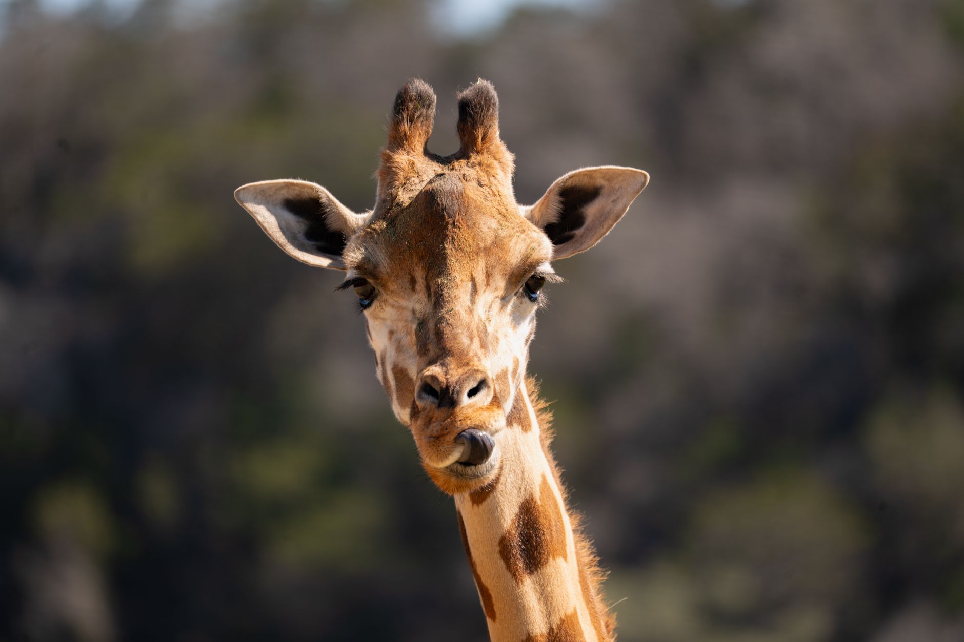 Captivating giraffe portrait captured outdoors in San Antonio, Texas. Natural wildlife setting.