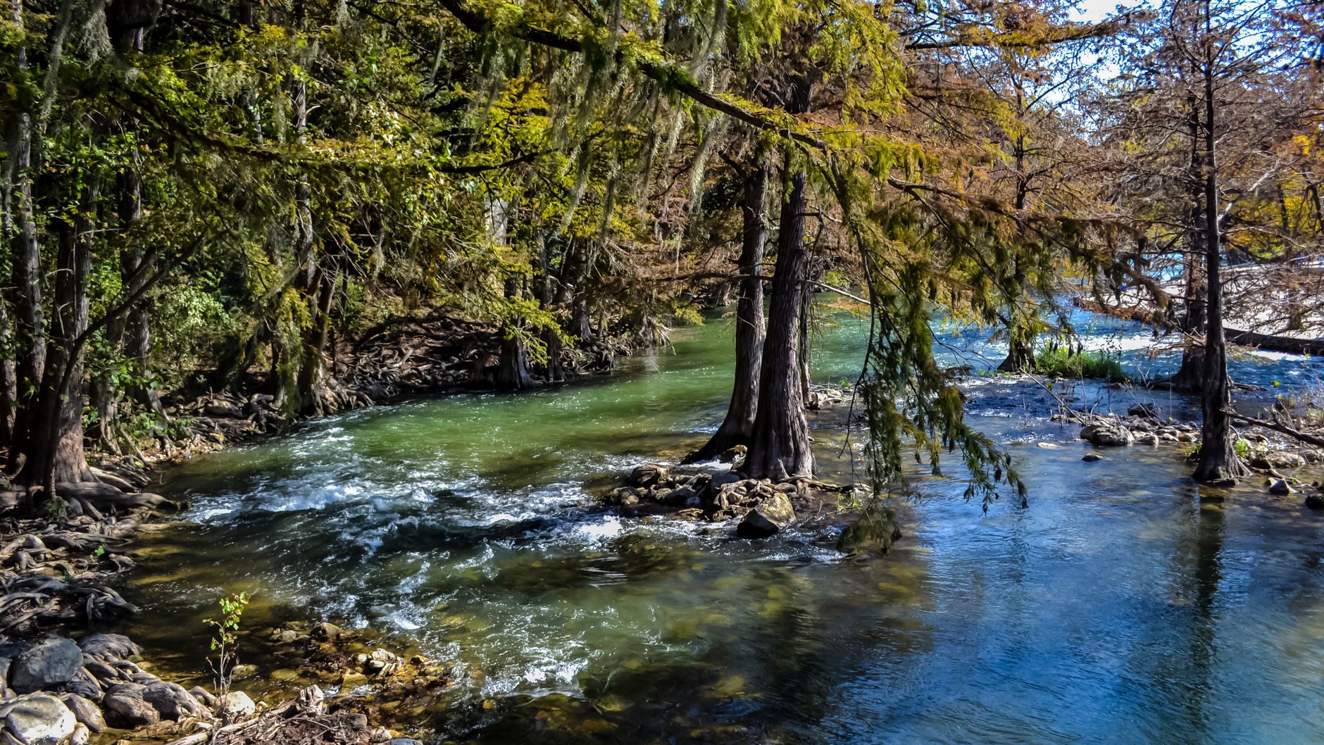 Tranquil scene of the Guadalupe River flowing through cypress trees in New Braunfels, Texas.