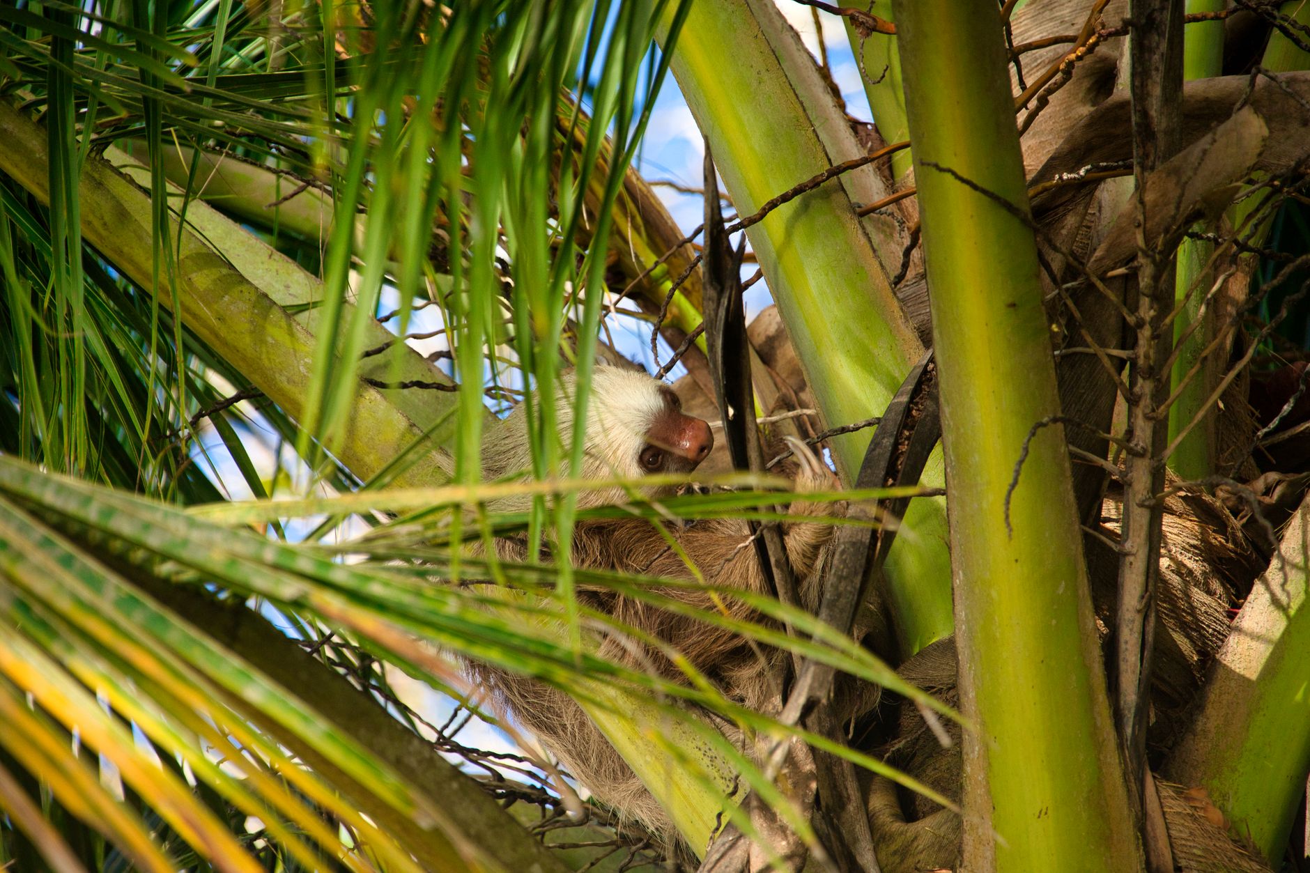 A sloth nestled among the palm fronds in a Costa Rican tree, a serene wildlife moment.