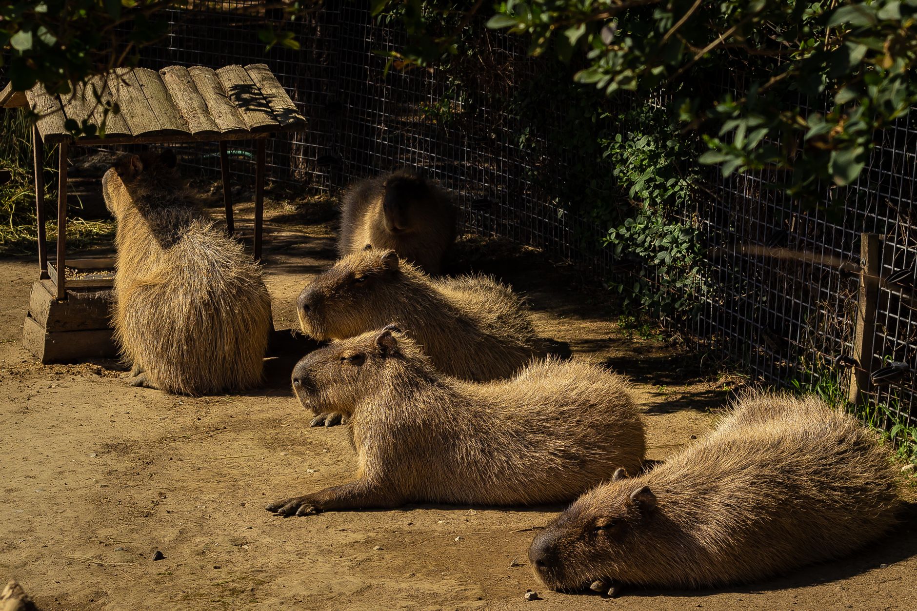 Group of capybaras resting in a zoo enclosure under the sun.