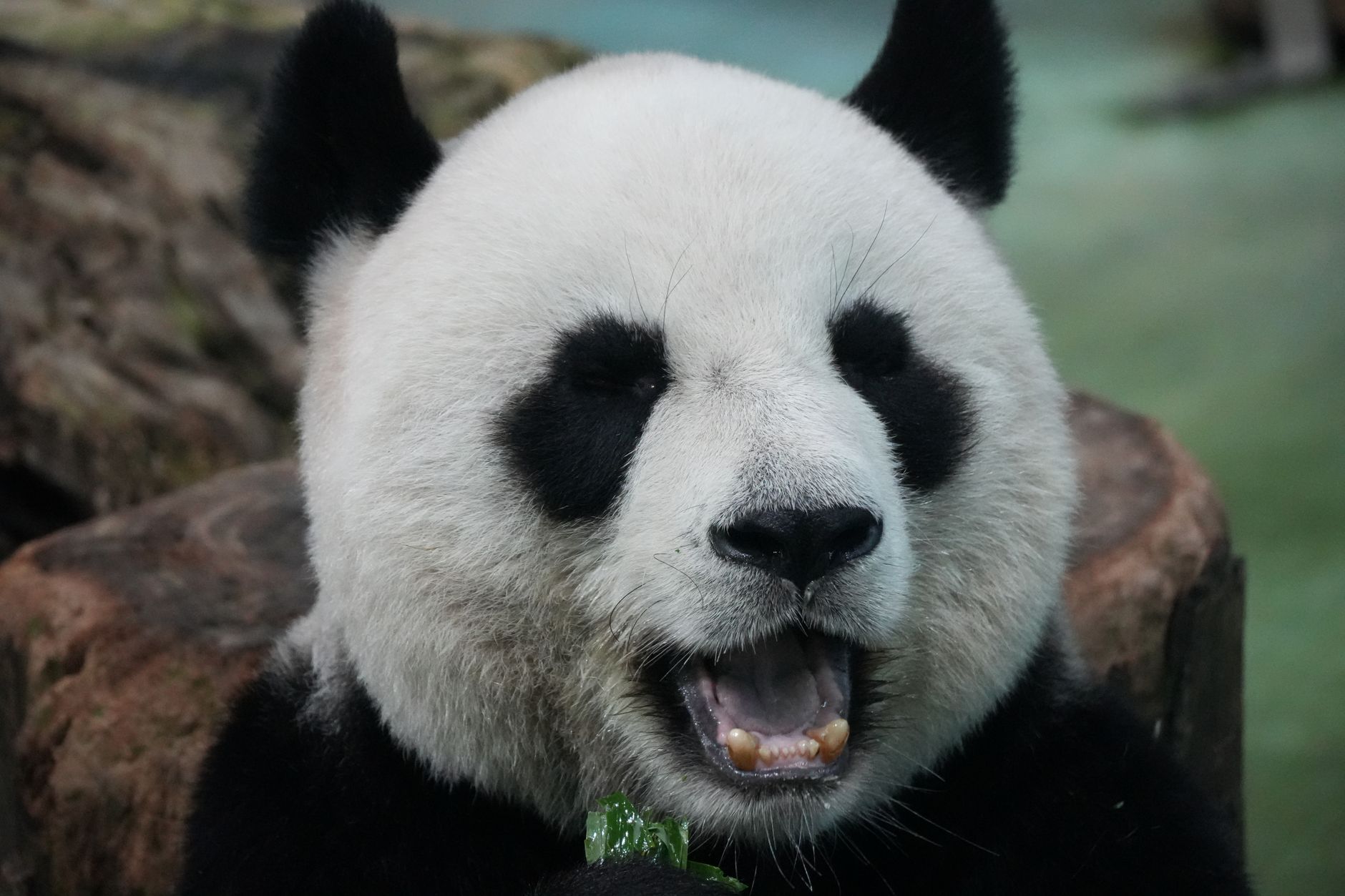 A delightful close-up shot of a giant panda munching on bamboo with a joyful expression.
