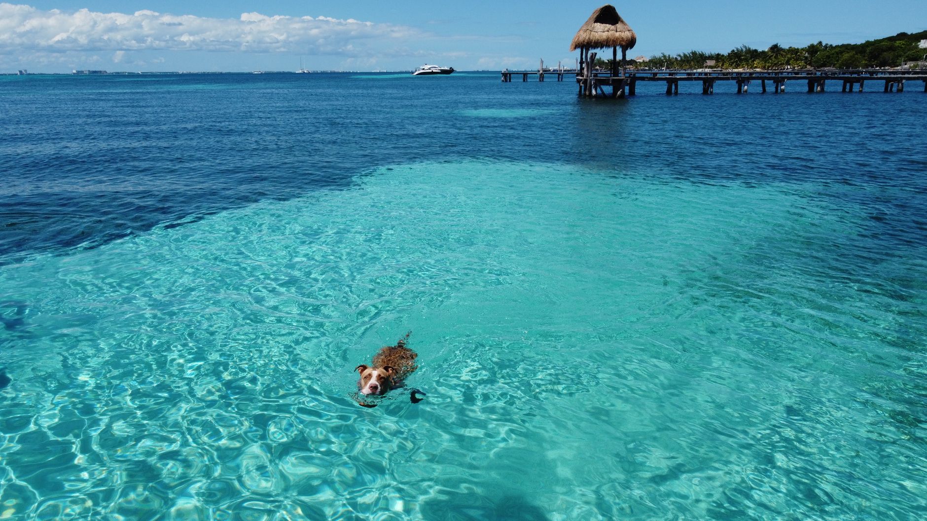 A dog swims in clear turquoise waters near a tropical pier on Isla Mujeres, Mexico.