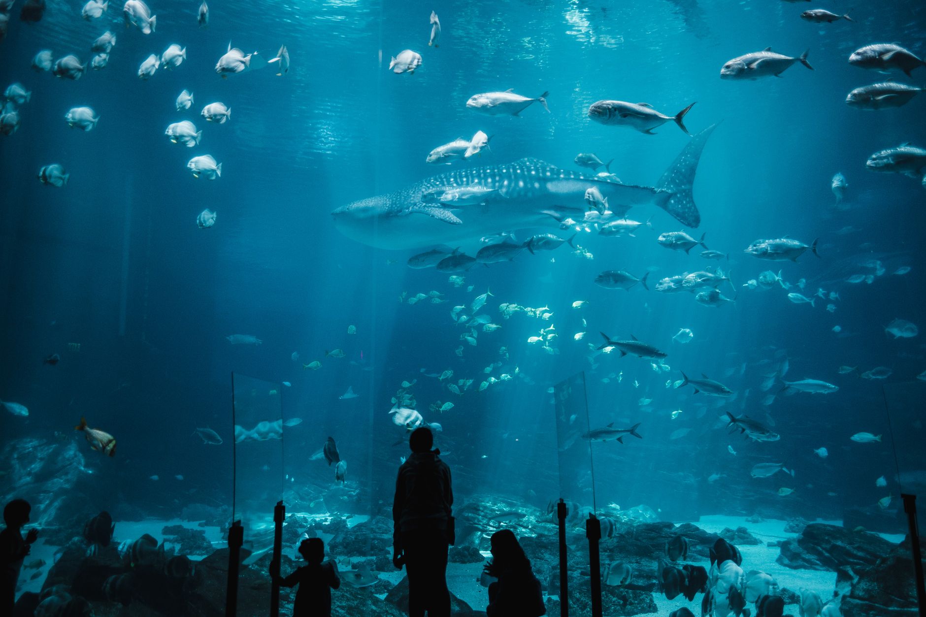 Silhouetted figures watching sharks and fish in an immersive aquarium setting.