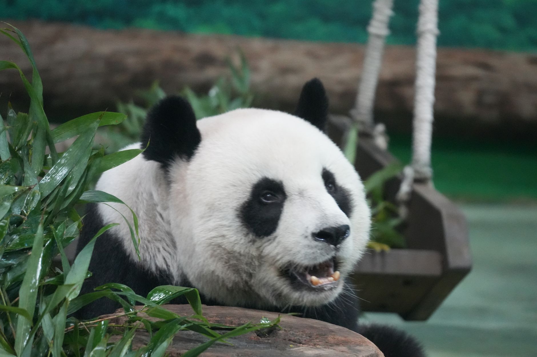 A giant panda chewing bamboo surrounded by greenery in a natural setting. Ideal for wildlife and nature themes.