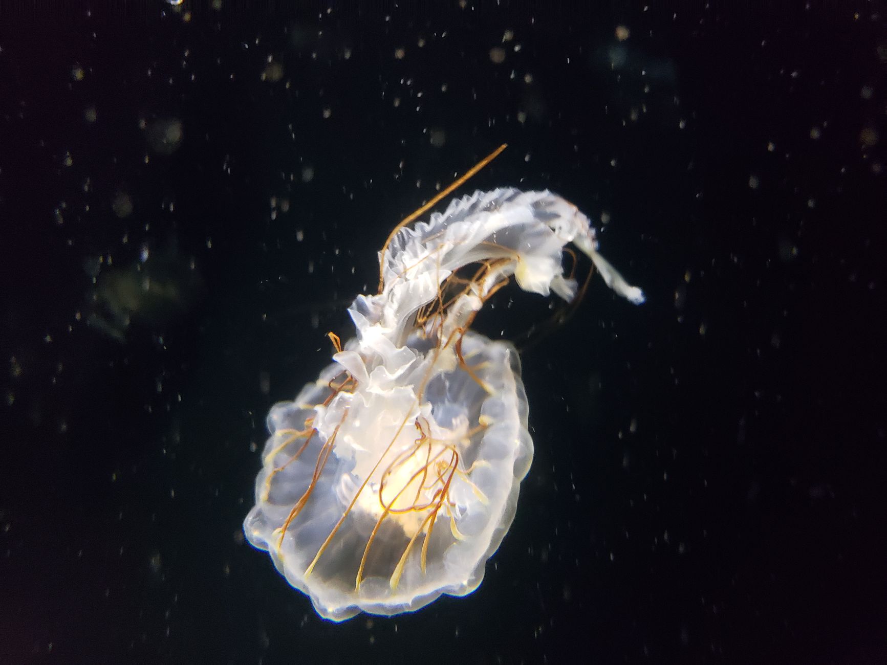 Stunning jellyfish glowing underwater, captured at Long Beach Aquarium. Perfect for marine life enthusiasts.