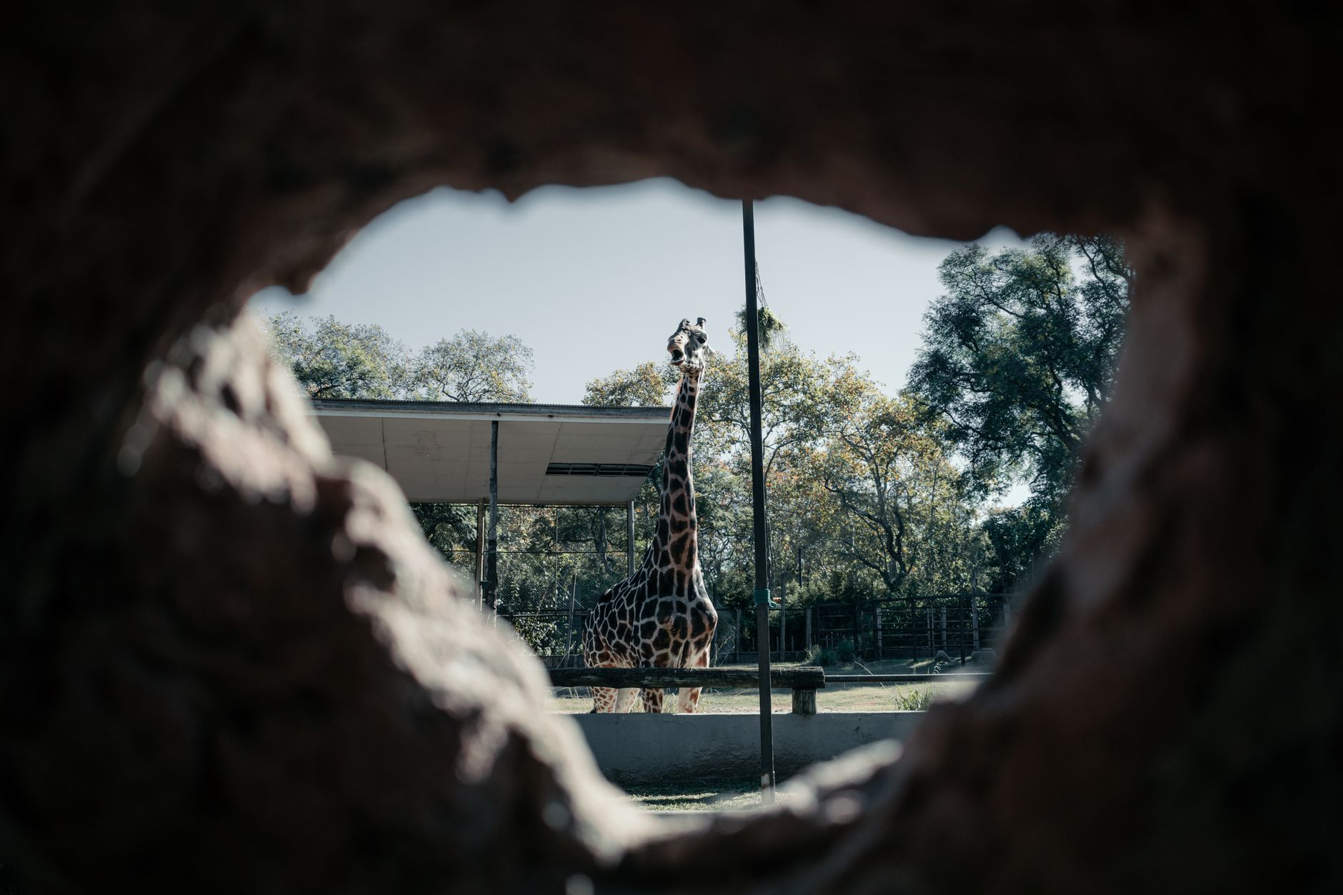 A giraffe viewed through a tree hole at the Buenos Aires Eco Park, surrounded by lush greenery.