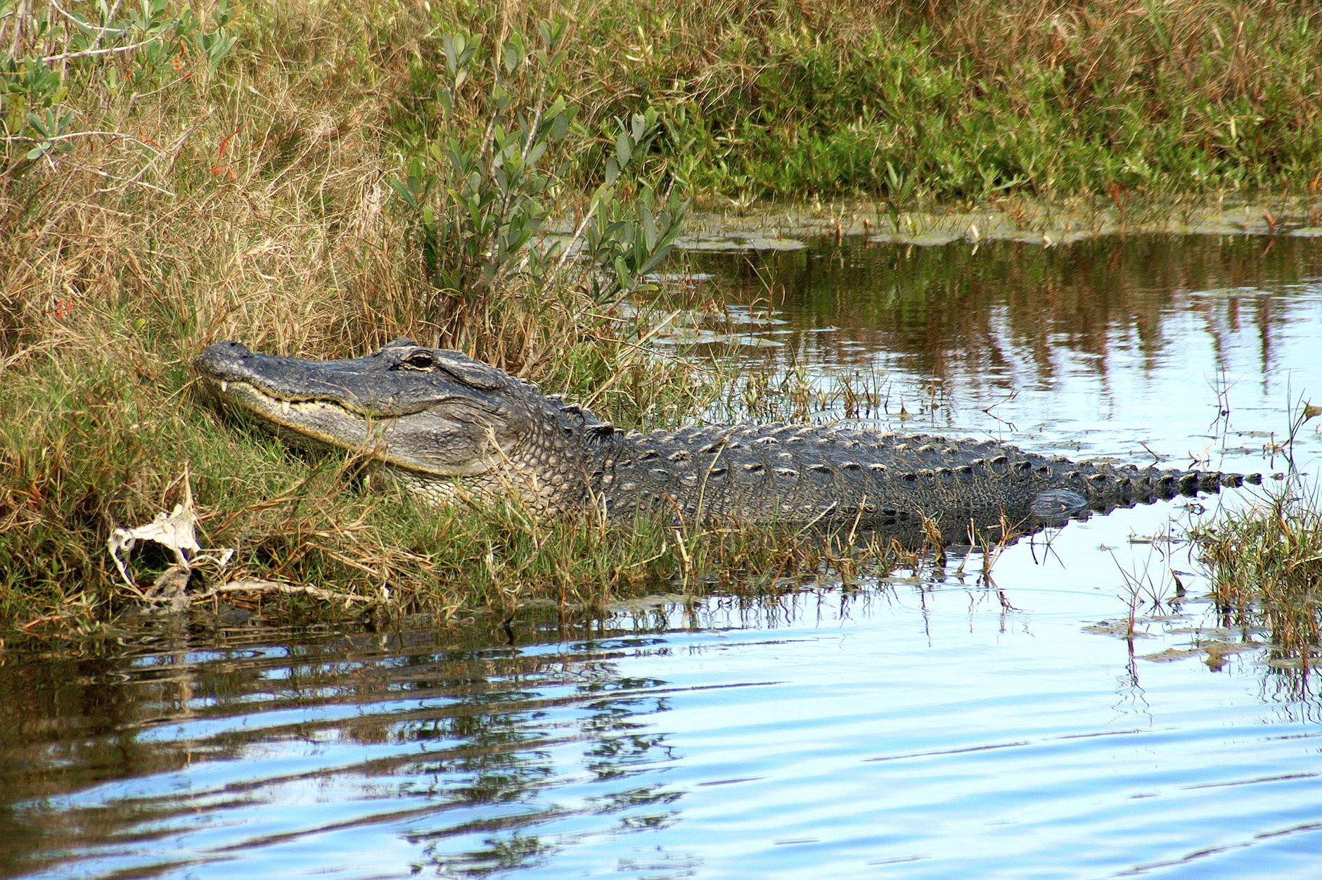 American alligator resting near water in Florida wetlands. Natural habitat view.