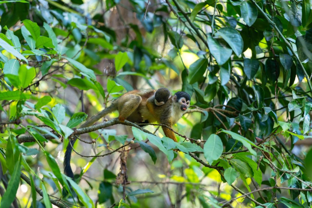 Squirrel monkey perched on a branch in a dense Costa Rican rainforest.