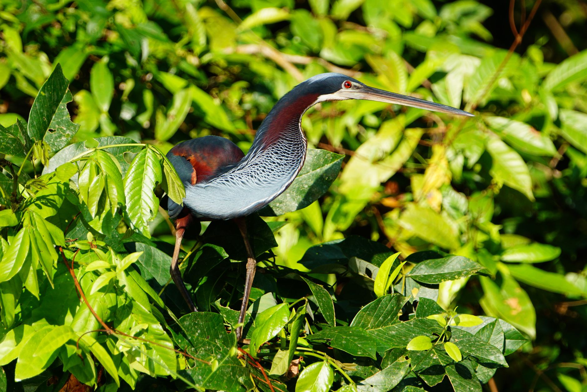 Agami heron perched among green leaves in Roxana, Costa Rica.