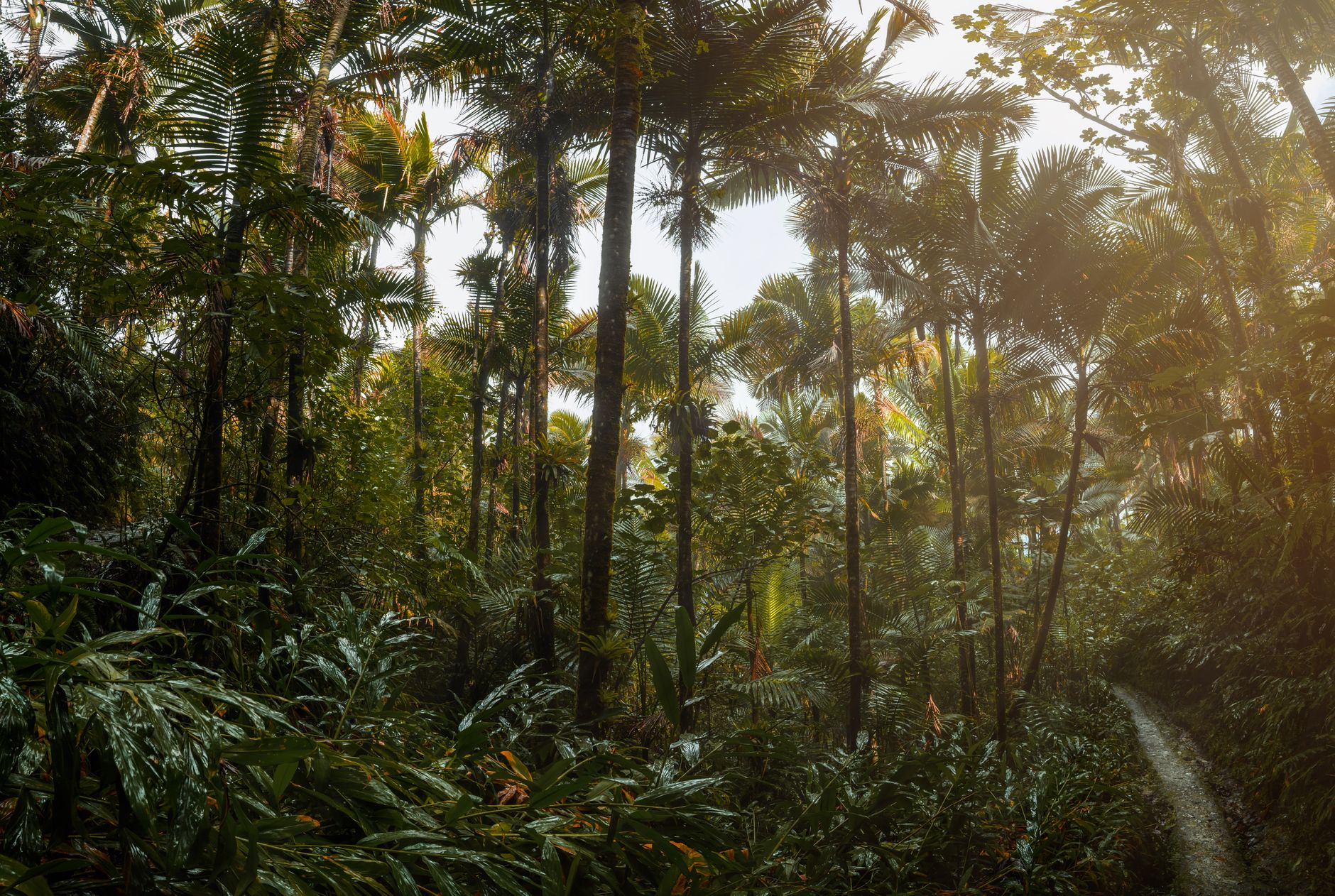 Explore the dense vegetation and towering trees of a Puerto Rican rainforest in Río Grande.