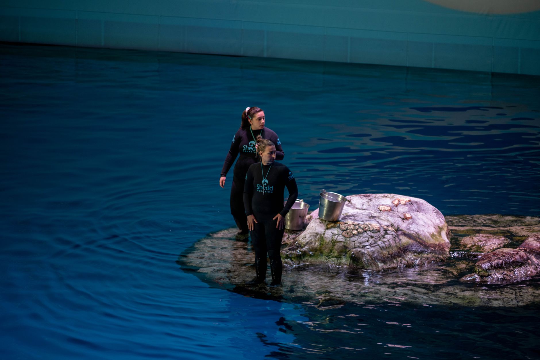 Two aquarists in wetsuits working in an indoor aquarium exhibit at Shedd Aquarium, Chicago.