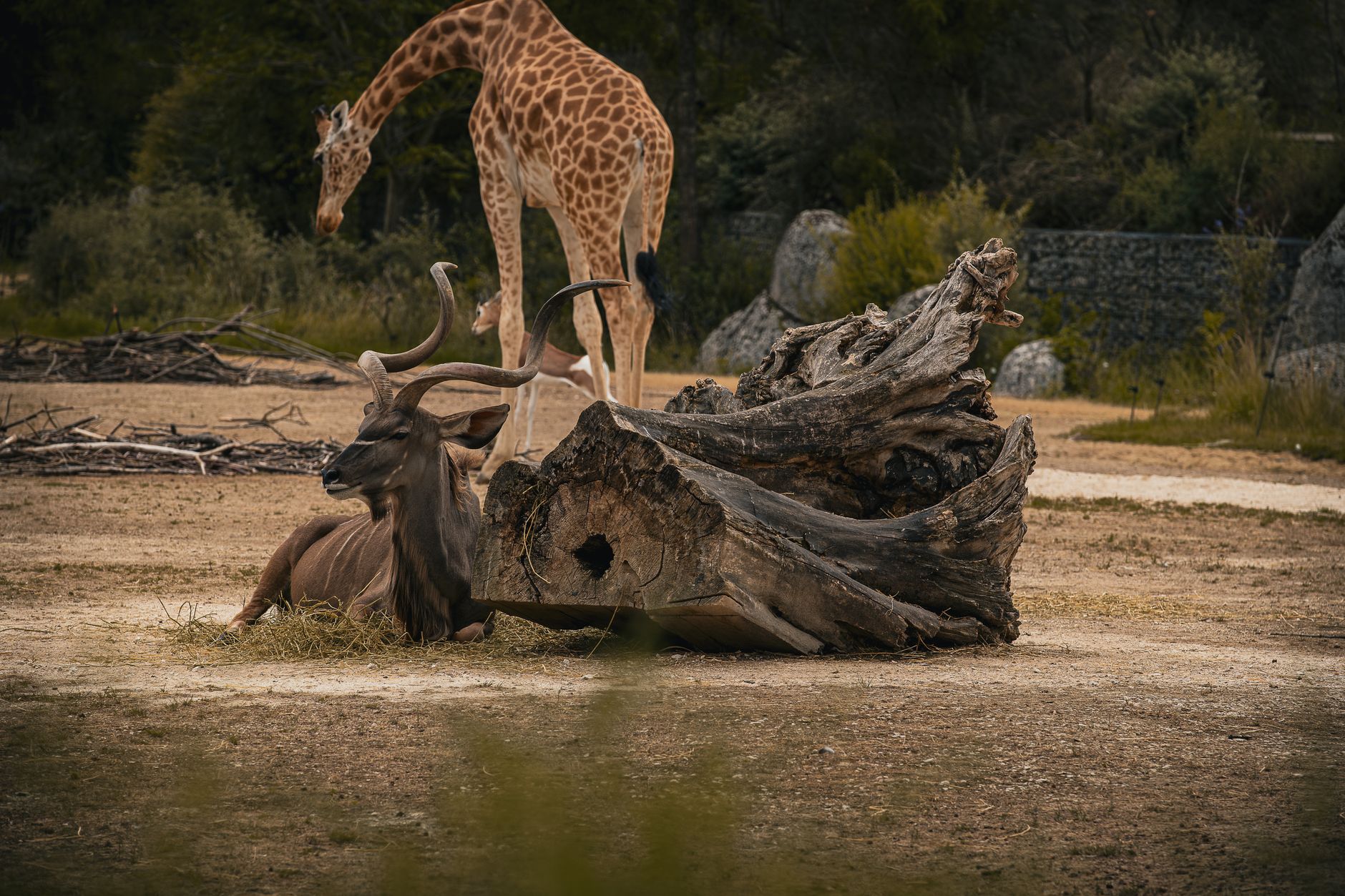 A Greater Kudu resting with a giraffe in the background at Vincennes Zoo, France.