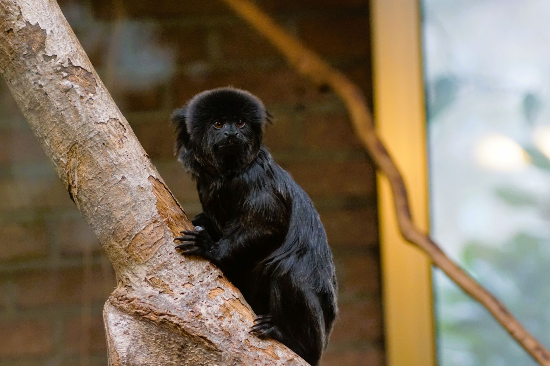 Captivating image of a Goeldi's monkey perched on a tree indoors.