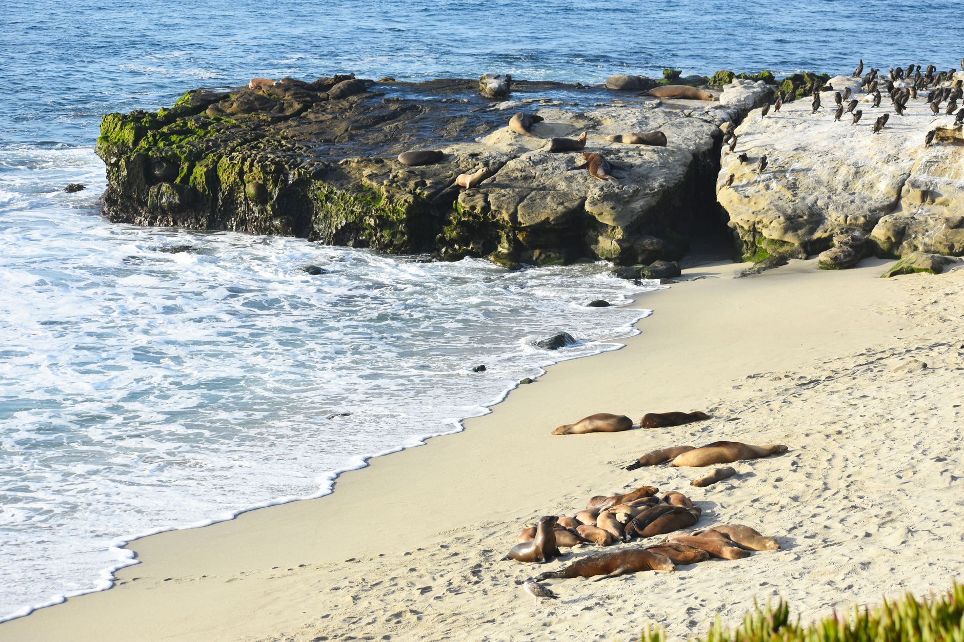 Sea lions lounging on a sunlit beach by rocky shores with ocean waves gently crashing in the background.