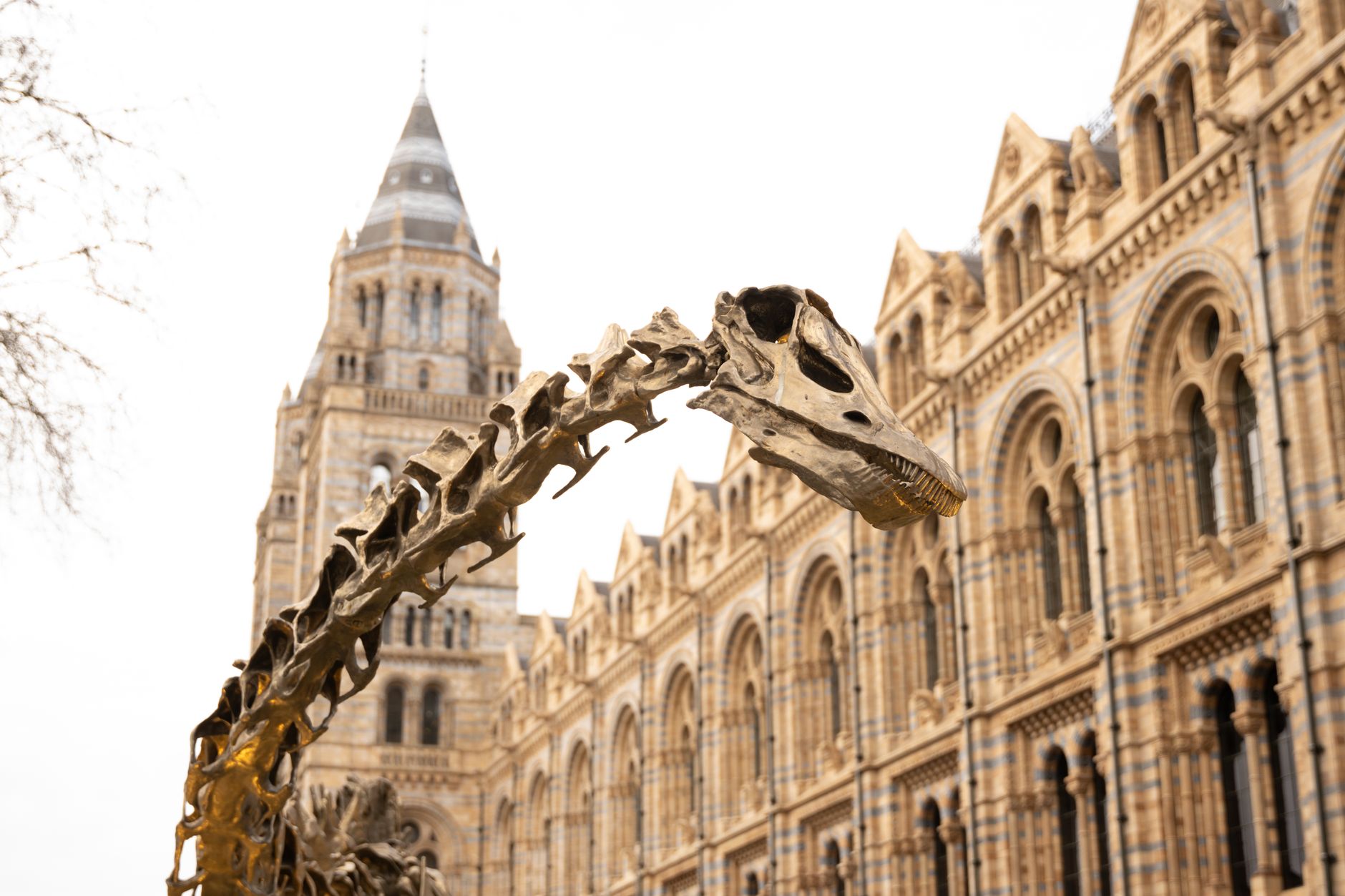 Dinosaur skeleton displayed outside the Natural History Museum in London, England.