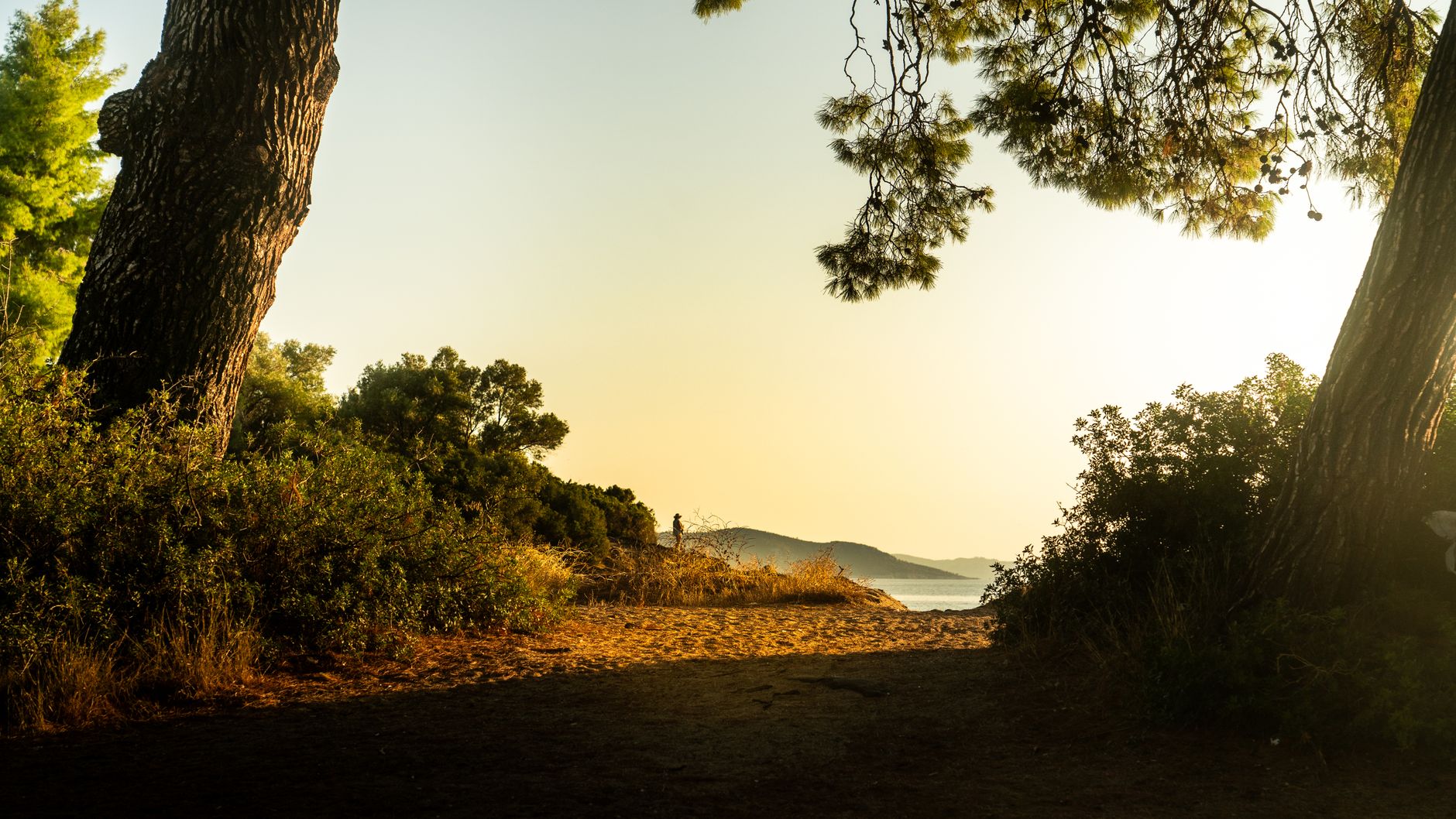 Serene pathway leading to a Greek beach, framed by trees at sunset, offering a tranquil natural escape.