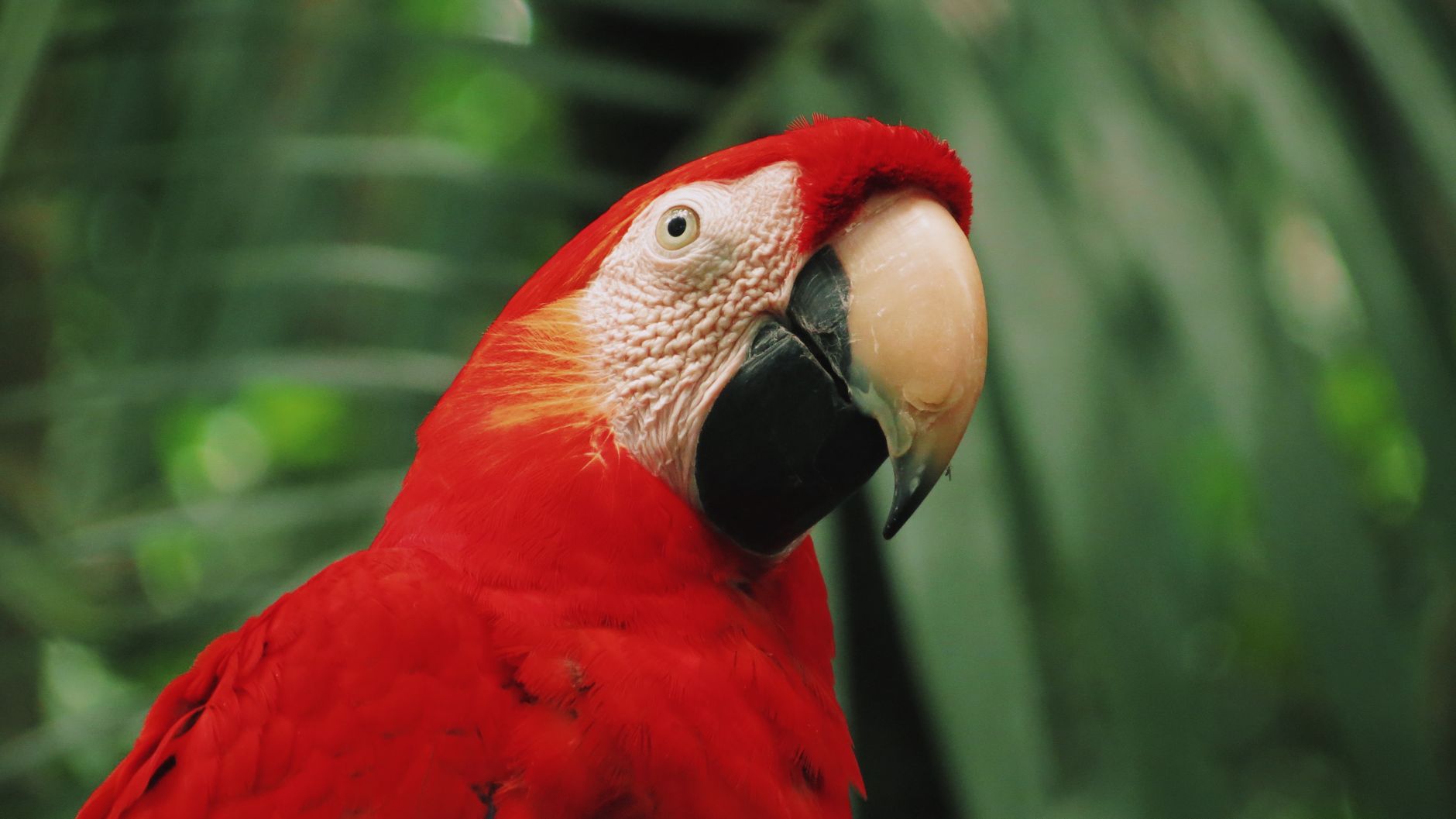Close-up of a Scarlet Macaw in Alajuela, Costa Rica showcasing vivid red plumage among jungle greenery.