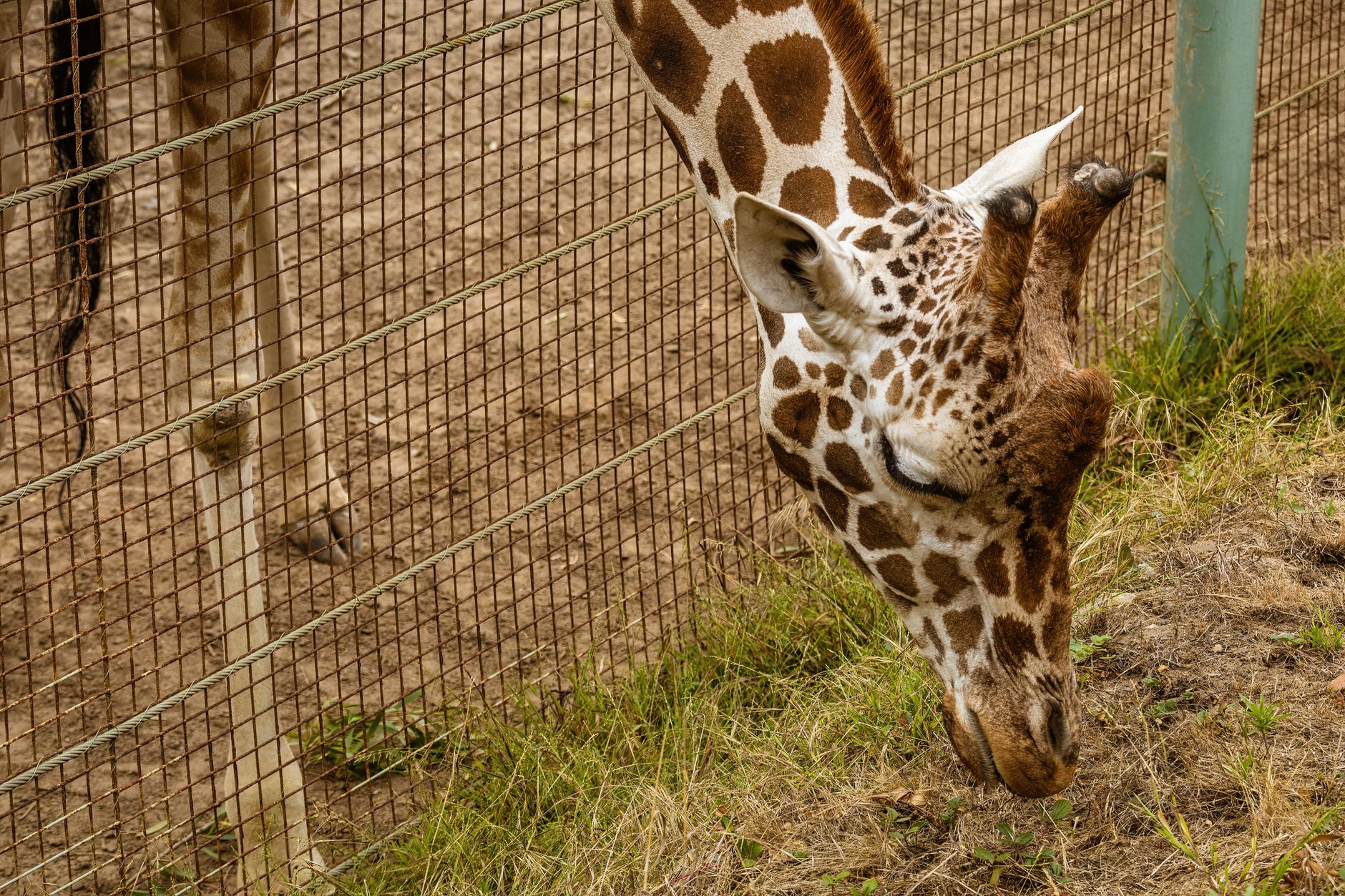 A giraffe grazes behind a wire fence in an outdoor enclosure.